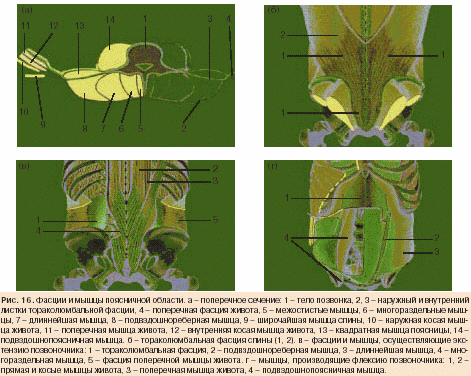 Реферат На Тему Дорсалгия