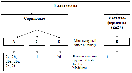 Структура и функциональная классификация β-лактамаз (Яковлев С.В., 2008).