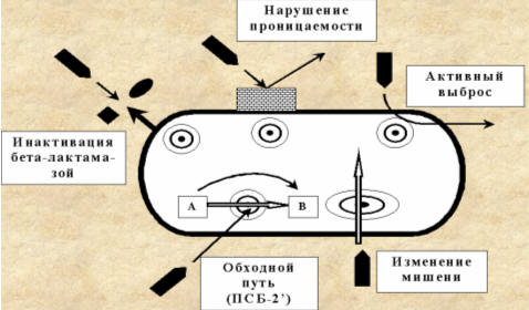 Основные механизмы резистентности микроорганизмов к АМП (Козлов Р.С., 2007)