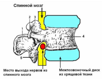 Поясничный позвонок