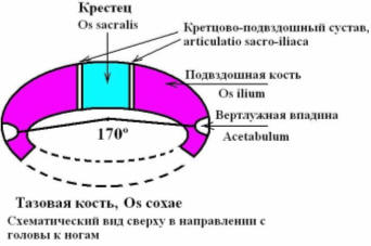 Овальная конфигурация нормальных тазовых костей (вид сверху).