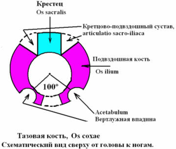 Круглая конфигурация тазовых костей (при виде сверху) у младенца с «врожденным» вывихом бедра.