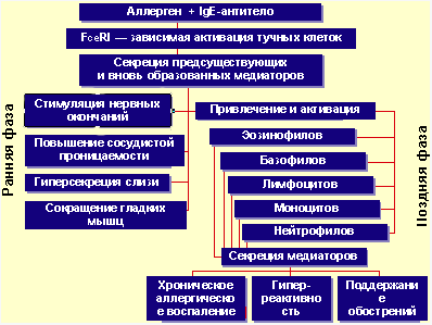 Звенья ранней и поздней фаз IgE-опосредованной аллергической реакции