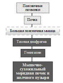 Пояснично-почечно-тазовая ветвь единой висцерофасциальной системы