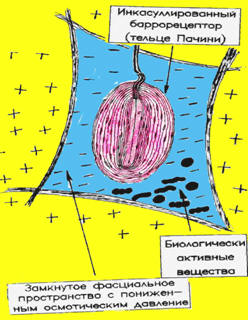 Схематическая модель триггерной точки