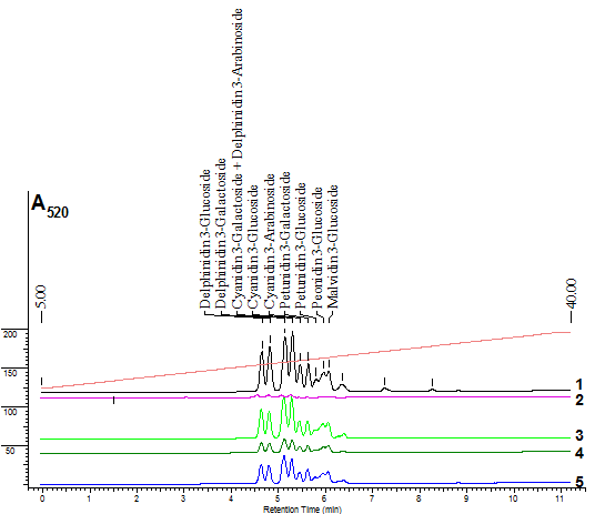 Примеры хроматограмм экстрактов образцов № 1–5, полученные градиентным методом оф-ВЭЖХ с детекцией при 520 нм