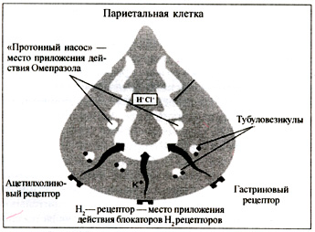 Рис. 2. Точки приложения антисекреторных средств Рис. 2. Точки приложения антисекреторных средств