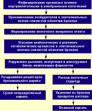 Лечение микоплазмы Лечение микоплазмы