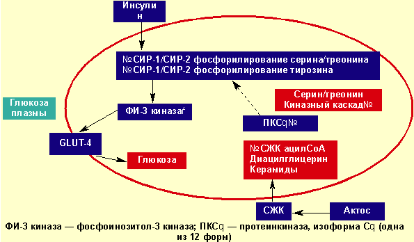 Лечение сахарного диабета 1 типа без диеты