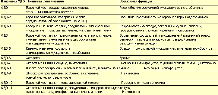 Тканевая локализация и возможная функция различных изоэнзимов ФДЭ (S. H. Francis et al., 2001; I. C. H. Osterloh, 2001)