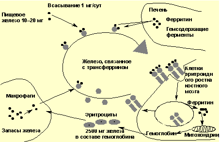 Транспорт железа