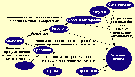 Механизмы гормональных воздействий на ткань молочной железы