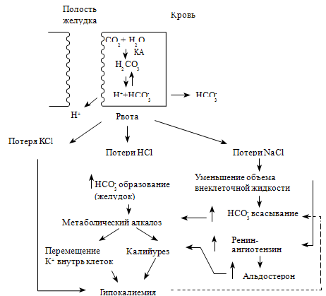  93.     ,   (Gennari F.J., 1998)