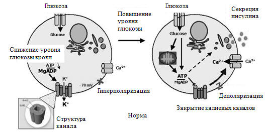 Рисунок 80а. Механизм секреция инсулина у здоровых людей (Polak M., Cav Н., 2007)