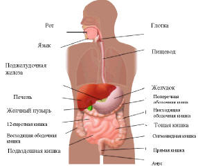 Кишечная флора человека