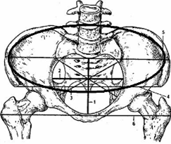 Рисунок 4 – 2. Овальная конфигурация нормальных тазовых костей (вид сбоку).
