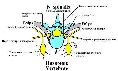 Рисунок 4. Взаимоотношение рёбер, нервов и позвонков.