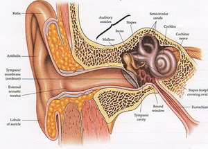 Исследование: Ученые выяснили, как именно громкий звук повреждает слух