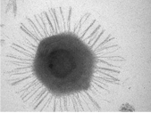 1.  Megavirus chilensis 