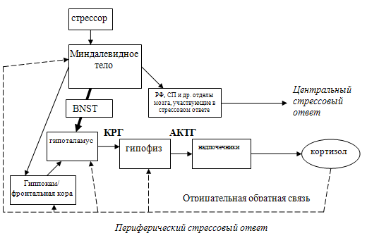 Стресс физиология презентация