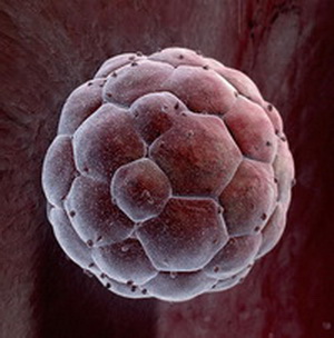 Клетки плода влияют на здоровье матери даже после родов