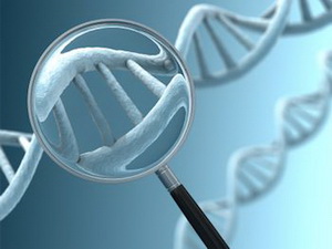 Американские ученые вывели "генетическую формулу" моногамии