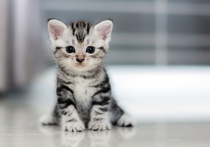 Чем можно заразиться от кошек