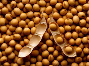 Вегетарианские продукты могут быть жирнее обычных