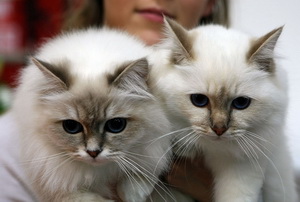 Кошки официально признаны "лечебными животными"