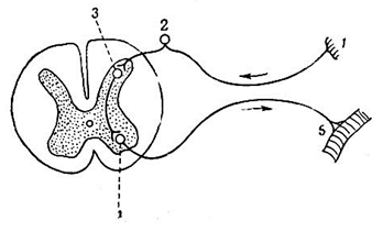 Схема рефлекторной дуги. 1- нервное окончание чувствительного нейрона в коже; 2 – чувствительный нейрон; 3 – вставочный нейрон; 4 – двигательная нервная клетка переднего рога; 5 – нервное окончание к мышце.