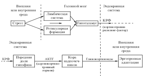 В. Б. Писарев. Основы общей и клинической патологии