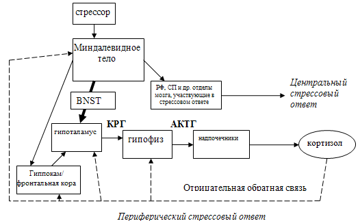 .1.   -    ( C. Fulco, C.T. Liverman, H.C. Sox et al., 2008).