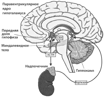 Рис. 2. Основной физиологический механизм стресс-реакции