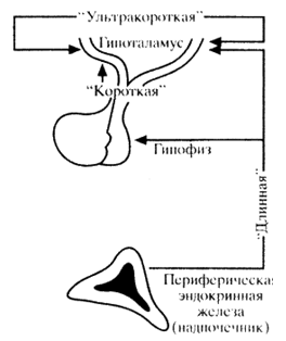 Рис. 3. Стресс-регуляция по типу обратной связи (Аракелов Г. Г., 1995)