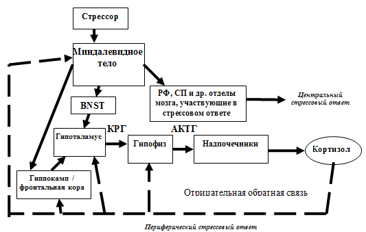 Рис. 4. Механизм развития стресс-реакции на психологический стресс (Fulco C., Liverman C.T. Sox H.C., 2008).
