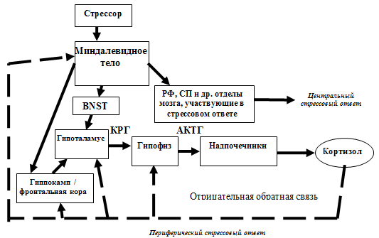 .1.   -    ( C. Fulco, C.T. Liverman, H.C. Sox et al., 2008).