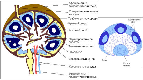 Рис. 3 Структура и зоны лимфатического узла