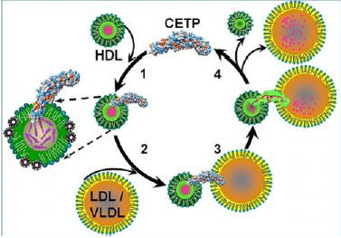 Рисунок 3. (1) CETP проникает в HDL. (2) Образование пор с обоих концов CETP. (3) Поры сопрягаются с полостью в CETP, образуя канал для трансфера холестерина, (4) что приводит к уменьшению HDL в размере. (Иллюстрация Gang Ren / Berkeley Lab.)