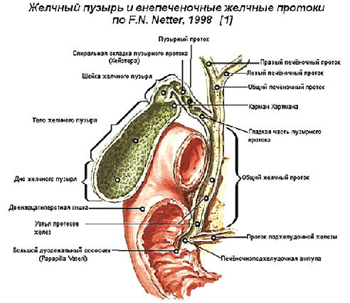 Рисунок. Анатомо-морфологические структуры, формирующие билиарную дисфункцию