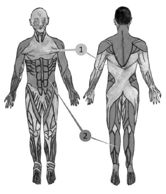 Рис. 4. Топография скелетных мышц в зависимости от диапазона их оптималь-ного функционирования: