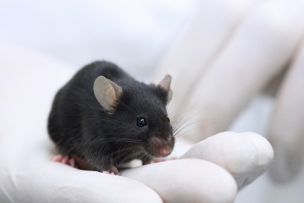 Простая пищевая добавка вылечила шизофрению у мышей