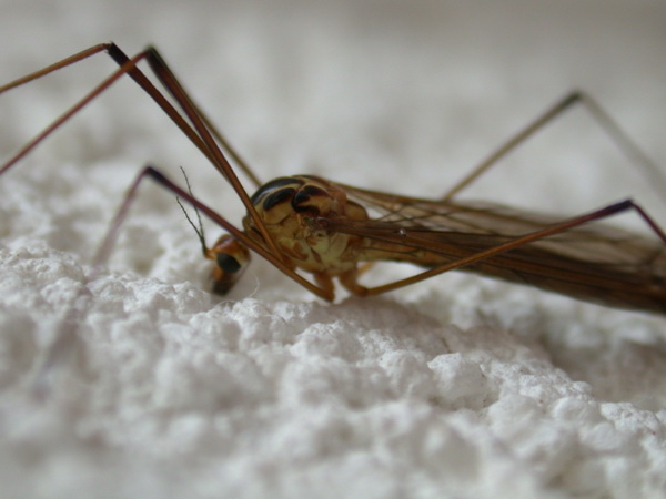 В Европе растет риск заболеваний, передающихся комарами