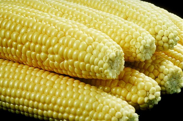 Кукуруза защищает кости от разрушения