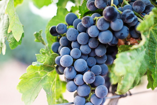 Употребление винограда может продлить жизнь