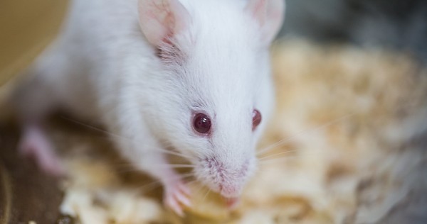 Китайские ученые оплодотворили самцов крыс и заставили их родить потомство