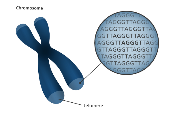 Генетики узнали все подробности об Х-хромосоме