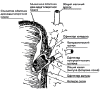 Схема анатомического строения сфинктера Одди