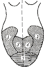 Схема проекционных зон внутренних органов на языке (по М. Нечаеву)
