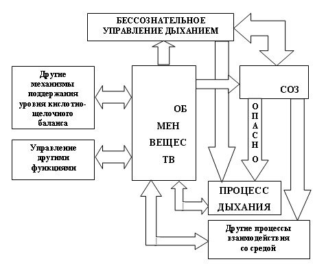 Базовая модель человеческого организма