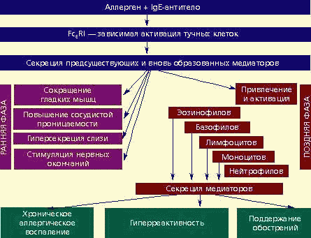 Звенья ранней и поздней фаз IgE-опосредованной аллергической реакции